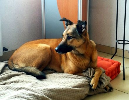 Notfall Amy 5,5 Jahre sucht ruhiges Zuhause