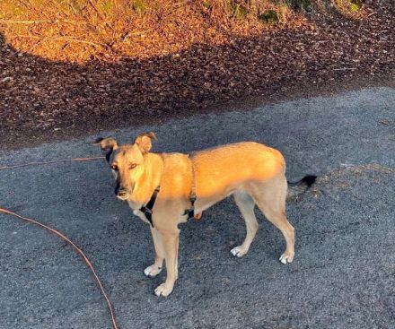 Notfall Amy 5,5 Jahre sucht ruhiges Zuhause