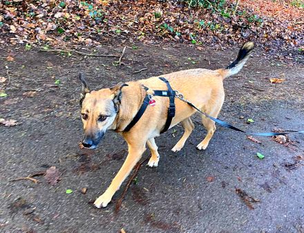 Notfall Amy 5,5 Jahre sucht ruhiges Zuhause