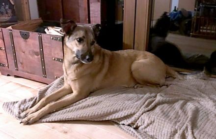 Notfall Amy 5,5 Jahre sucht ruhiges Zuhause