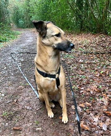 Notfall Amy 5,5 Jahre sucht ruhiges Zuhause