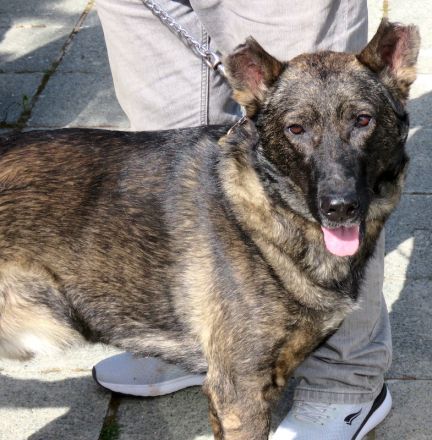 Danny 4, männlicher Schäferhund-Mix