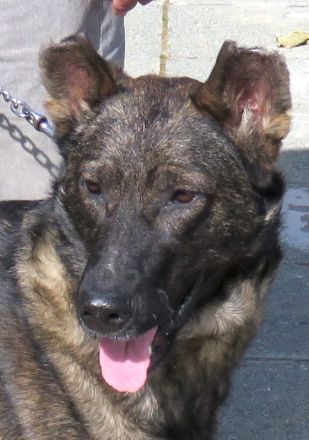 Danny 4, männlicher Schäferhund-Mix