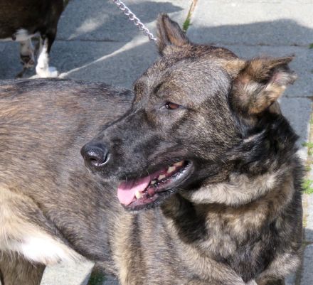 Danny 4, männlicher Schäferhund-Mix