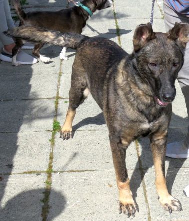 Danny 4, männlicher Schäferhund-Mix