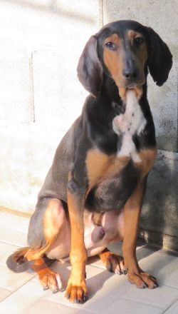 Elvis 2, männlicher Hound-Mix