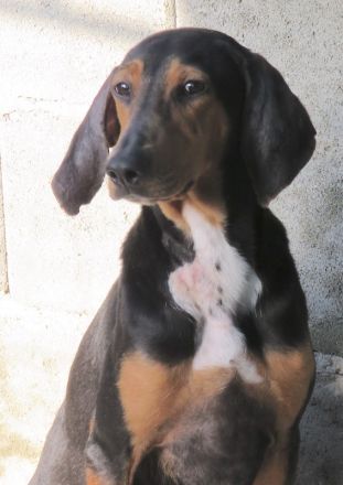 Elvis 2, männlicher Hound-Mix