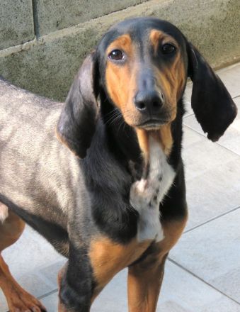 Elvis 2, männlicher Hound-Mix