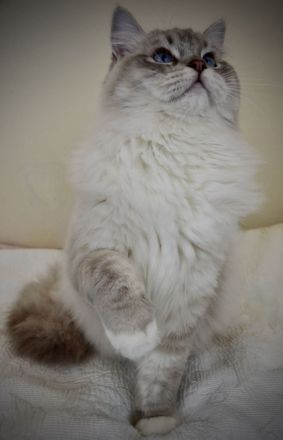 bellinis infinity deckkater