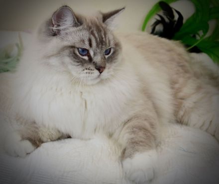 bellinis infinity deckkater