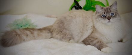 bellinis infinity deckkater