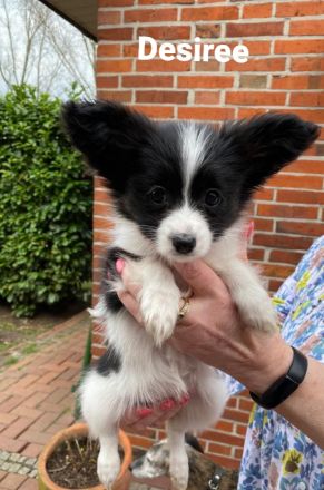 Reinrassige Papillon Babys