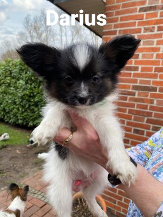 Reinrassige Papillon Babys