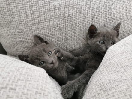Rusisch Blau Kitten ab 21.03.2023 abgabebereit!