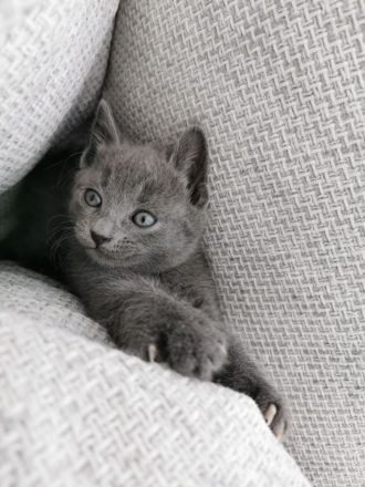 Rusisch Blau Kitten ab 21.03.2023 abgabebereit!