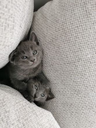 Rusisch Blau Kitten ab 21.03.2023 abgabebereit!