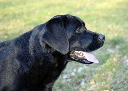 Reinrassige Labrador Welpen mit Ahnentafel