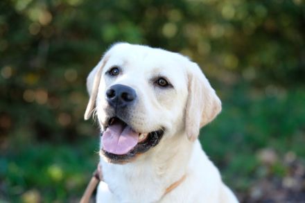 Reinrassige Labrador Welpen mit Ahnentafel