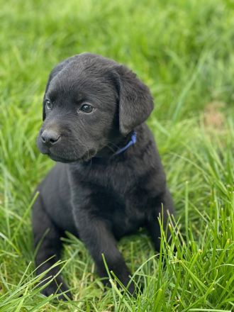 Reinrassige Labrador Welpen mit Ahnentafel