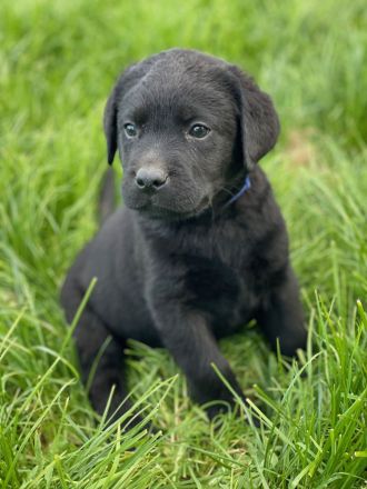 Reinrassige Labrador Welpen mit Ahnentafel