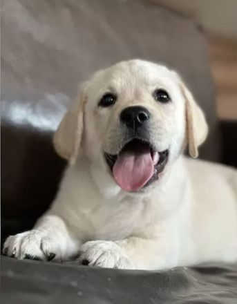 Reinrassige Labrador Welpen mit Ahnentafel