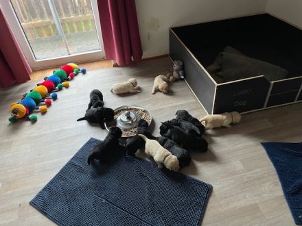 Reinrassige Labrador Welpen mit Ahnentafel