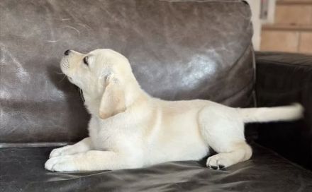 Reinrassige Labrador Welpen mit Ahnentafel