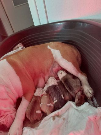 Wunderschöne Old Englisch Bulldog Welpen lilac