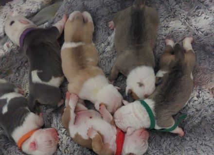 Wunderschöne Old Englisch Bulldog Welpen lilac