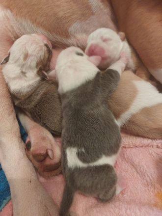 Wunderschöne Old Englisch Bulldog Welpen lilac