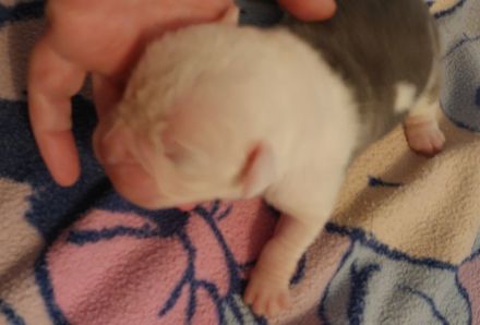 Wunderschöne Old Englisch Bulldog Welpen lilac