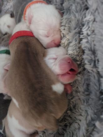 Wunderschöne Old Englisch Bulldog Welpen lilac