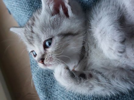 Reinrassige BKH Kitten zu verkaufen