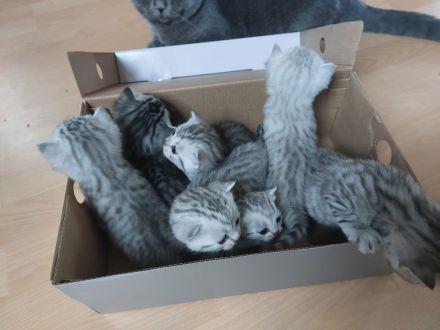 Reinrassige BKH Kitten zu verkaufen