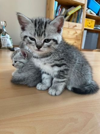 Reinrassige BKH Kitten zu verkaufen