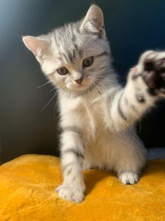 Reinrassige BKH Kitten zu verkaufen