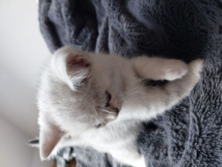 Reinrassige BKH Kitten zu verkaufen