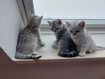 Reinrassige BKH Kitten zu verkaufen