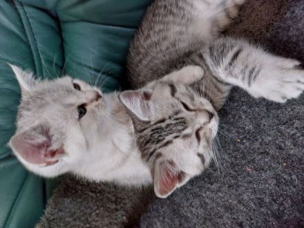 Reinrassige BKH Kitten zu verkaufen