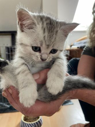Reinrassige BKH Kitten zu verkaufen