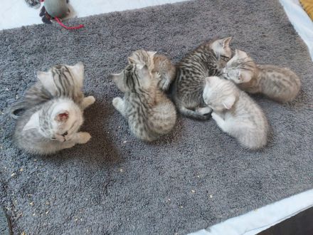 Reinrassige BKH Kitten zu verkaufen