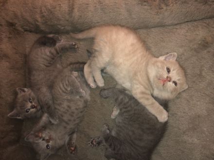 Reinrassige BKH kitten