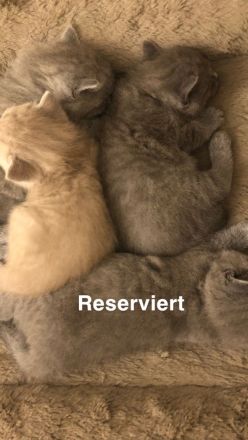Reinrassige BKH kitten