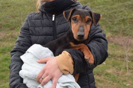Tierschutz Pfote & Co e.V. - kleiner Verein in 53797 Lohmar sucht Pflegestellen und Unterstützung