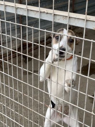 Tierschutz Pfote & Co e.V. - kleiner Verein in 53797 Lohmar sucht Pflegestellen und Unterstützung