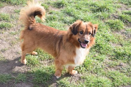 Tierschutz Pfote & Co e.V. - kleiner Verein in 53797 Lohmar sucht Pflegestellen und Unterstützung