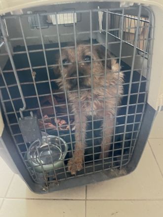 Tierschutz Pfote & Co e.V. - kleiner Verein in 53797 Lohmar sucht Pflegestellen und Unterstützung