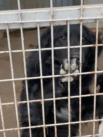 Tierschutz Pfote & Co e.V. - kleiner Verein in 53797 Lohmar sucht Pflegestellen und Unterstützung