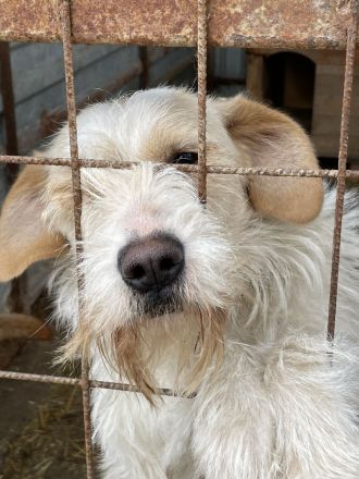 Tierschutz Pfote & Co e.V. - kleiner Verein in 53797 Lohmar sucht Pflegestellen und Unterstützung