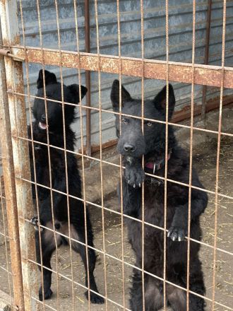 Tierschutz Pfote & Co e.V. - kleiner Verein in 53797 Lohmar sucht Pflegestellen und Unterstützung